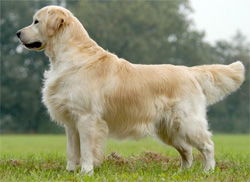 golden-retriever