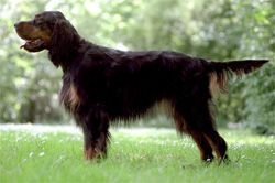 gordon-setter