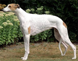 greyhound