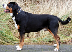 grote-zwitserse-sennenhond