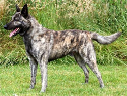 hollandse-herder-korthaar