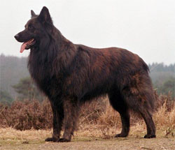 hollandse-herder-langhaar