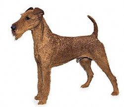 ierse-terrier