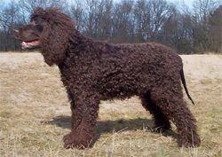 ierse-water-spaniel