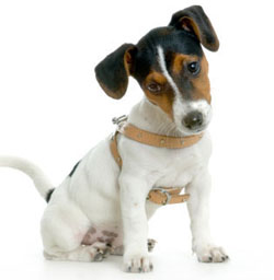 jack-russel-terrier