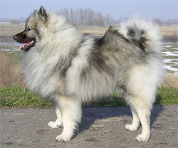 keeshond-middenslag