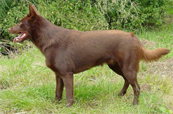 kelpie