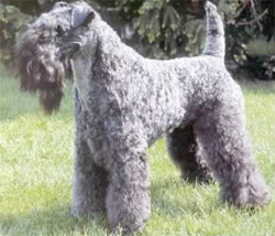 kerrie-blue-terrier