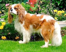 king-charles-spaniel