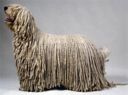 komondor