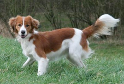 kooikerhondje