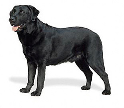 labrador-retriever