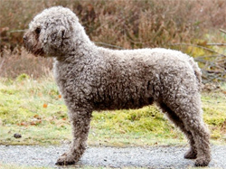 lagotto-romagnolo