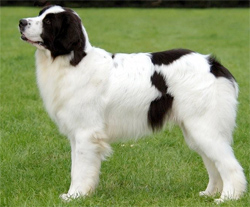 landseer