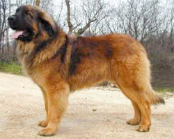 leonberger