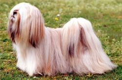 lhasa-apso