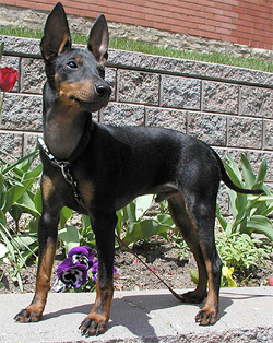 manchester-terrier