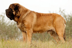 mastiff