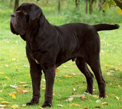 mastino-napoletano