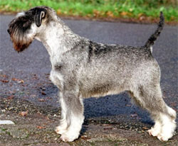 middenslag-schnauzer