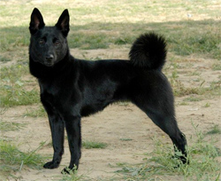 noorse-elandhond