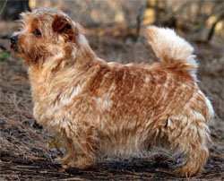 norfolk-terrier