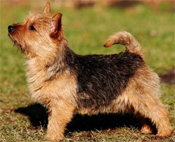 norwich-terrier