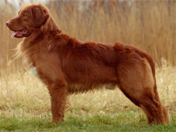 nova-scotia-duck-tolling-retriever