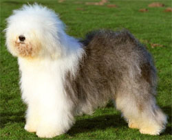 old-english-sheepdog