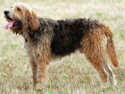 otterhound