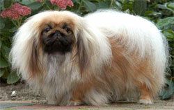 pekingees