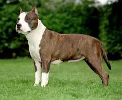 pitbull-terrier