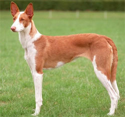 podenco-ibicenco