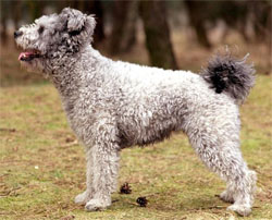 pumi