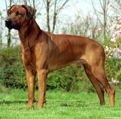 rhodesian-ridgeback