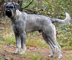 riesenschnauzer