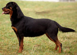 rottweiler