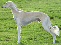 saluki