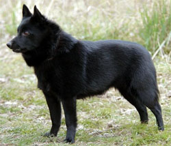 schipperke