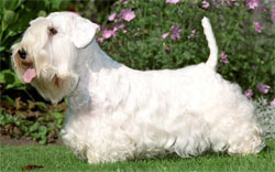 sealyham-terrier