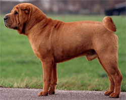 shar-pei