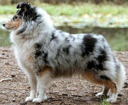 shetland-sheepdog