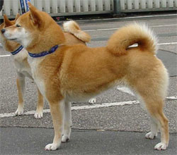 shiba