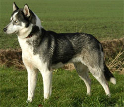 siberische-husky