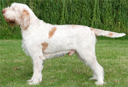 spinone-italiano