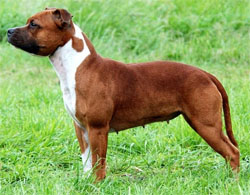 staffordshire-bull-terrier