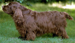 sussex-spaniel