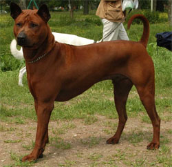 thai-ridgeback