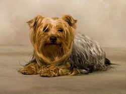 yorkshire-terrier